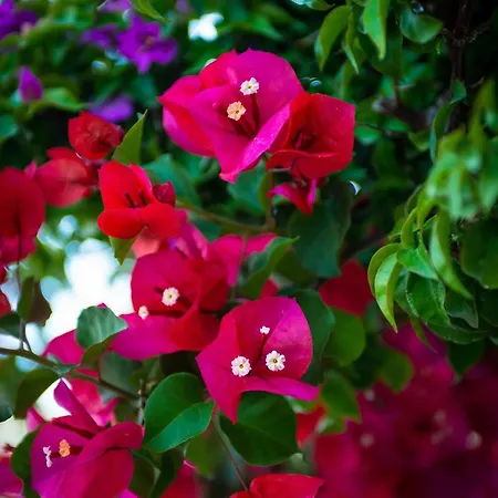 Bougainville Bay *