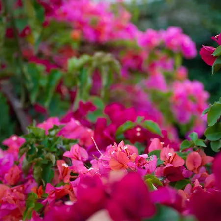 Bougainville Bay Sarande